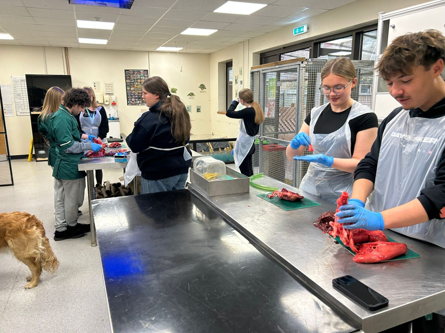 Heart & Lung Dissection for Animal Management Students - University ...